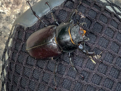 Lucanus cervus