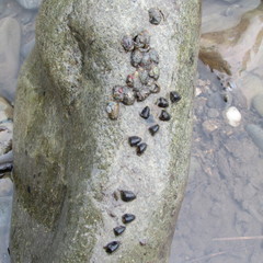 Glossosomatidae