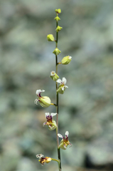 Streptanthus glandulosus secundus