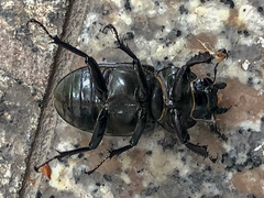 Lucanus cervus