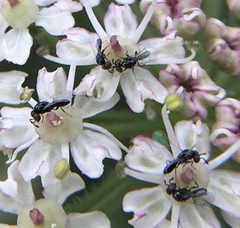 Macroglenes