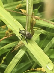 Microdon megalogaster