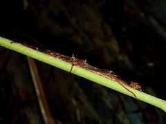 Dinophasma saginatum