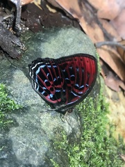 Paralaxita damajanti