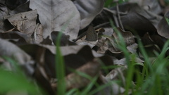 Hermeuptychia canthe