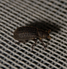 Trox scaber