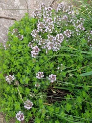 Thymus × citriodorus