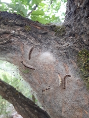 Thaumetopoea processionea