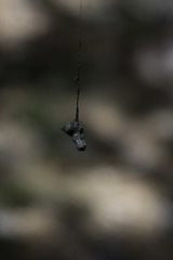 Mecynogea lemniscata