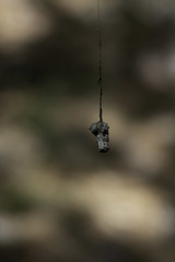 Mecynogea lemniscata