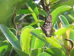 Euripus nyctelius