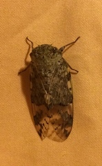 Platypleura kaempferi