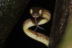 Boiga beddomei
