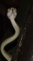 Boiga beddomei