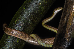Boiga beddomei