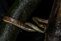 Boiga beddomei