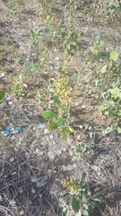 Chenopodium acuminatum