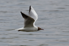 Chroicocephalus ridibundus