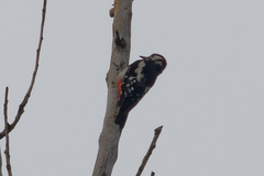 Dendrocopos major