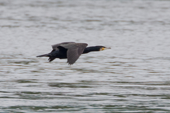 Phalacrocorax carbo