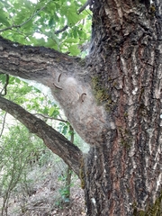 Thaumetopoea processionea