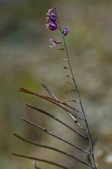 Streptanthus glandulosus pulchellus