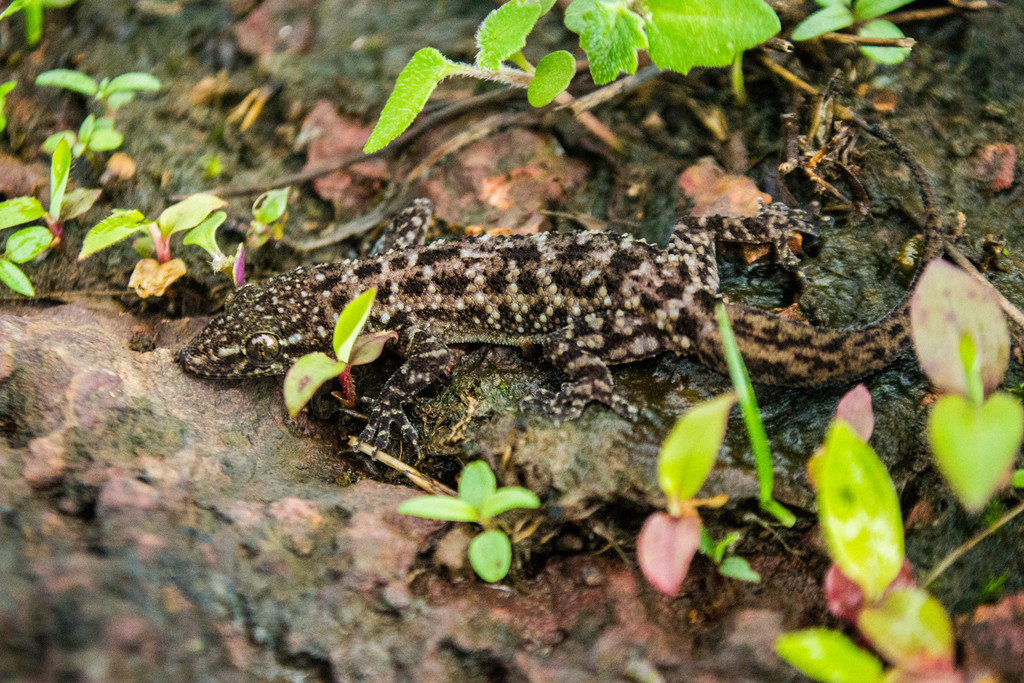 Amboli 'brookiish' Gecko