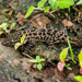 Hemidactylus varadgirii - Photo (c) swanand kesari, algunos derechos reservados (CC BY-NC), subido por swanand kesari