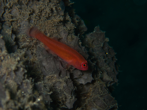 Benjamin's pygmygoby (Trimma benjamini) — Gobiidae — 4