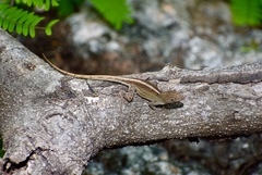 Anolis jubar oriens