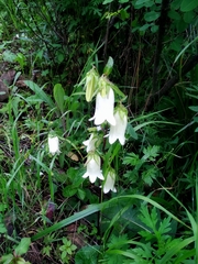 Campanula punctata