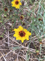 Coreopsis basalis