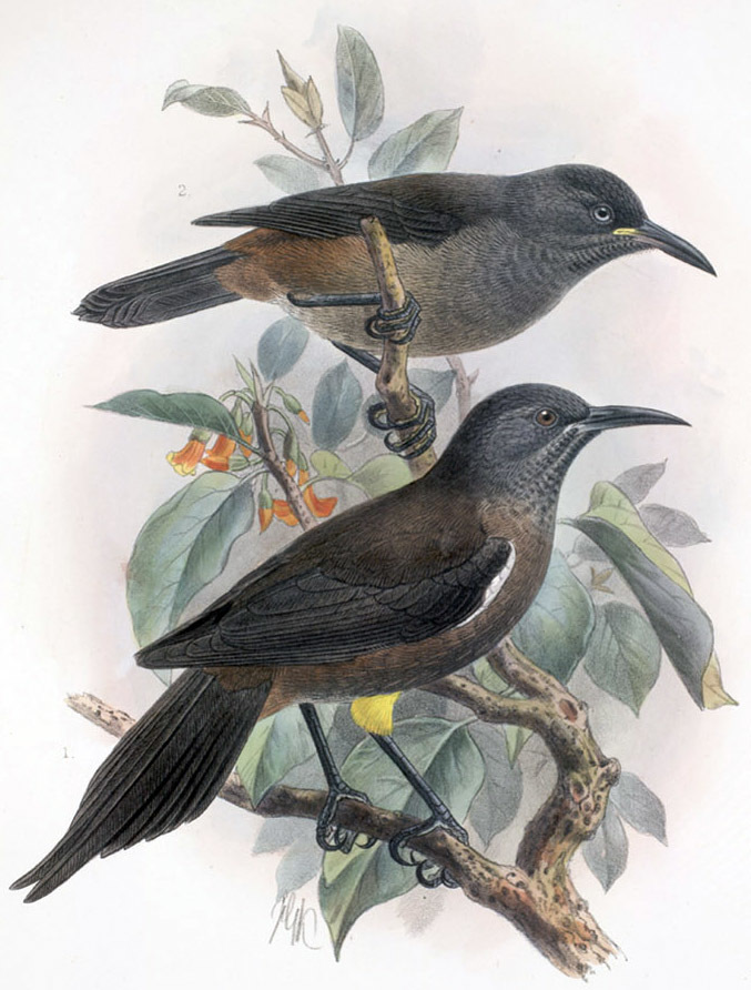 Kauai Oo illustration