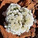 Polycarpaea holtzei - Photo (c) Morgan Lythe,  זכויות יוצרים חלקיות (CC BY-NC), הועלה על ידי Morgan Lythe