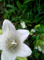 Campanula punctata