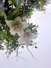 Campanula punctata