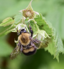 Perplexing Bumble Bee