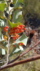 Grevillea wickhamii