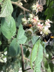Bombus