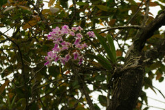 Aerides maculosa