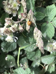 Coccinella septempunctata