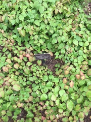 Epimedium × versicolor