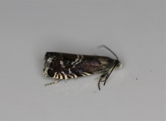 Grapholita interstinctana