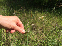 Bromus carinatus
