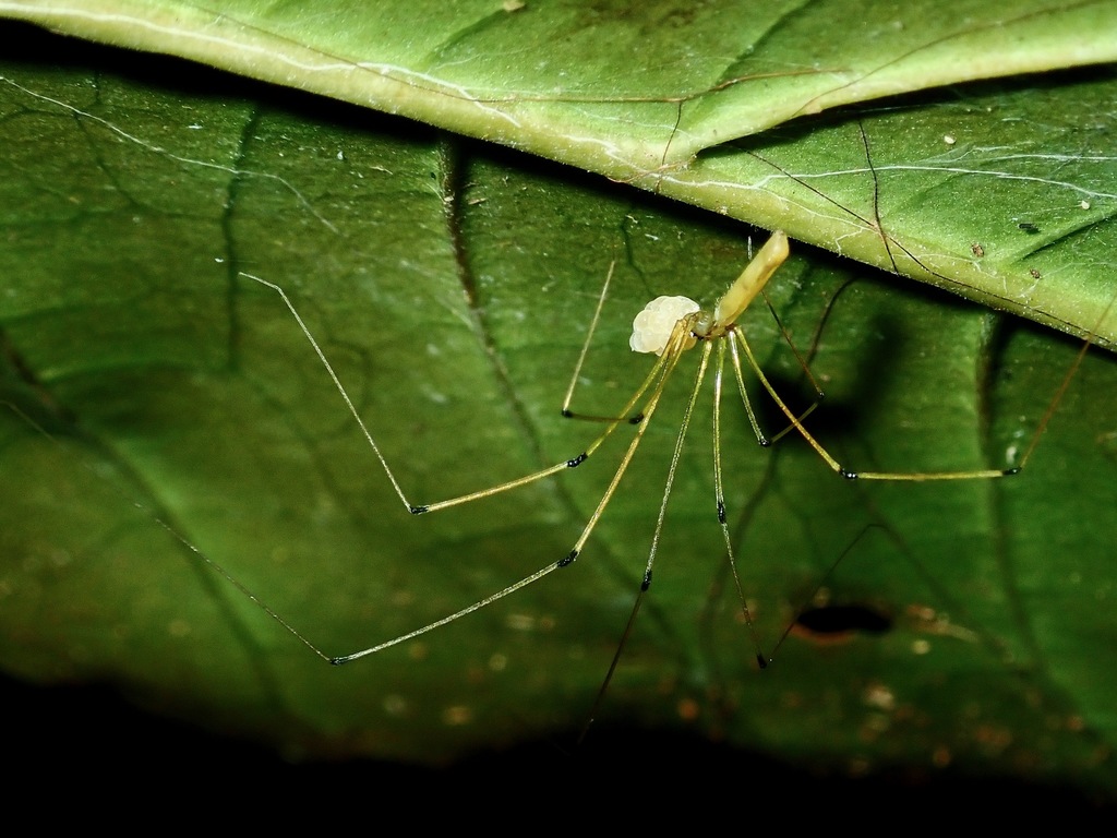 Apokayana