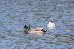 Chroicocephalus ridibundus