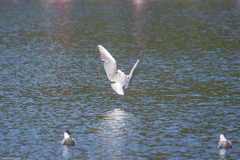 Chroicocephalus ridibundus