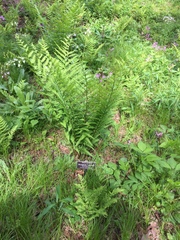 Dryopteris × mickelii