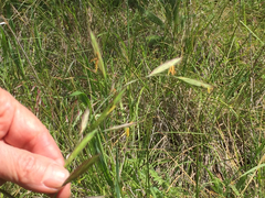 Bromus carinatus