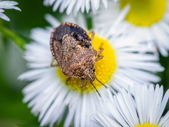 Hymenarcys nervosa